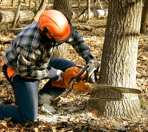 Tree Removal in Okatie, SC